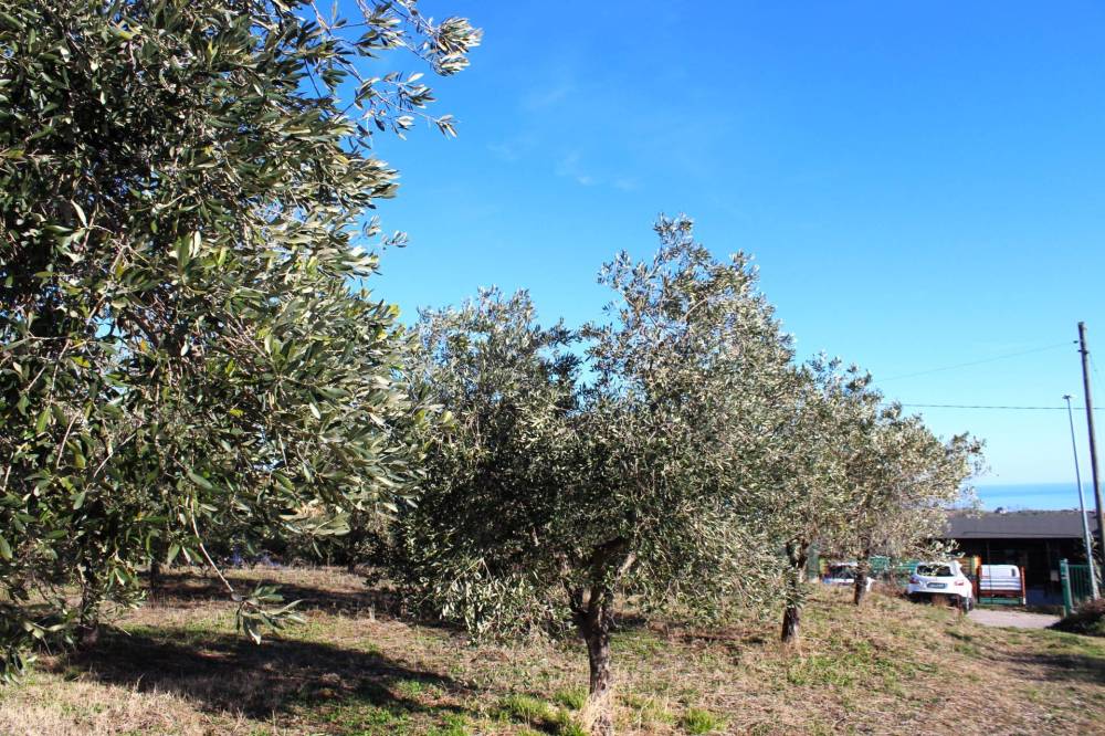 immagine annuncio 4 di 13