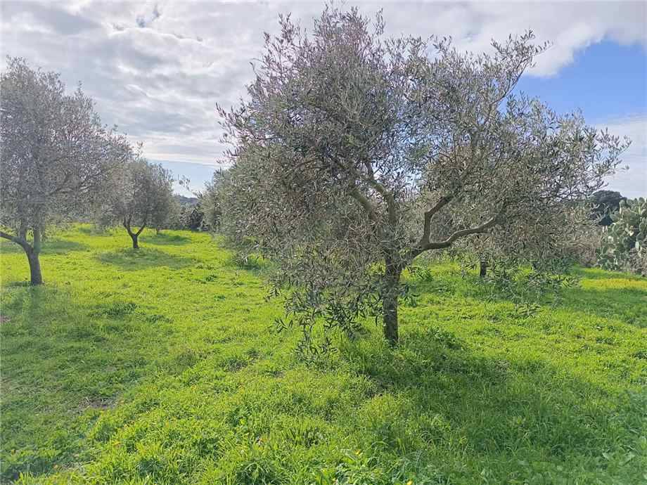 immagine annuncio 4 di 6