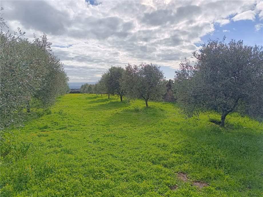 immagine annuncio 5 di 6