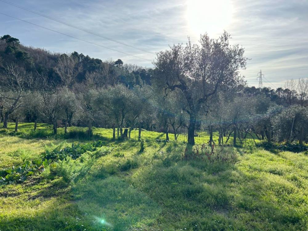 immagine annuncio 4 di 13