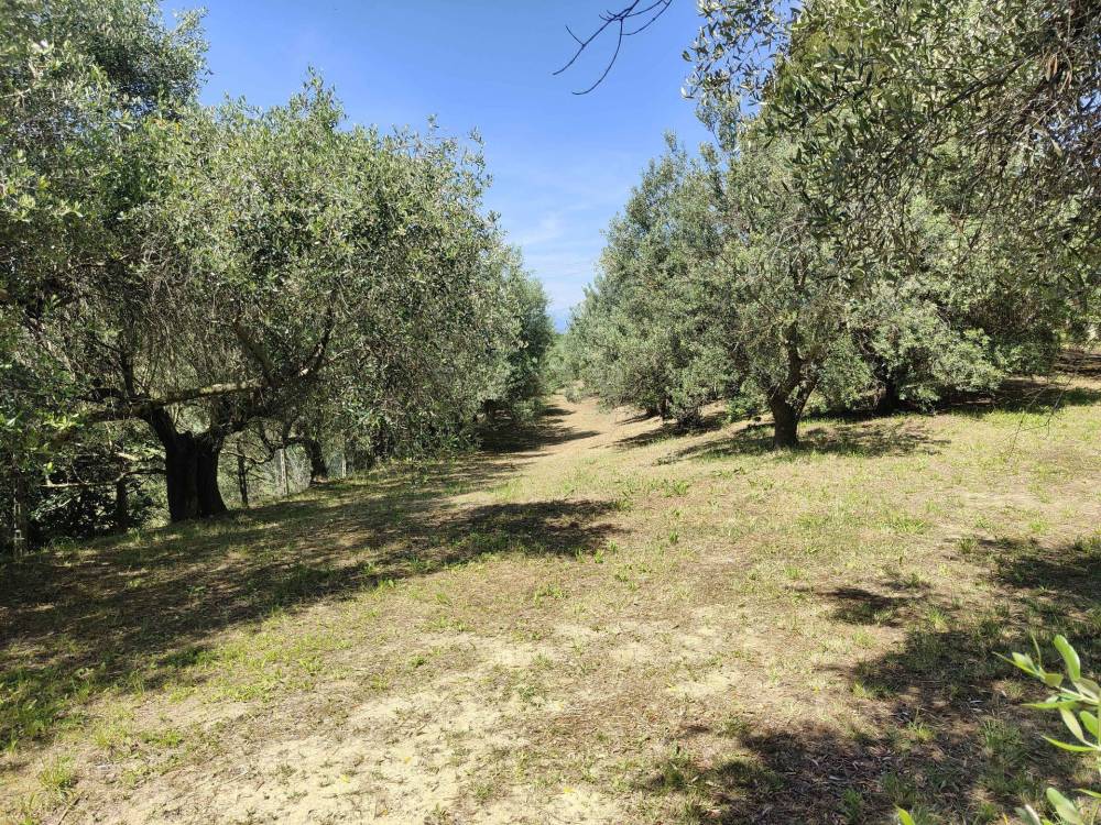 immagine annuncio 7 di 13