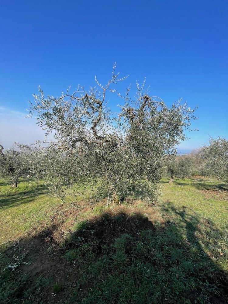 immagine annuncio 3 di 14