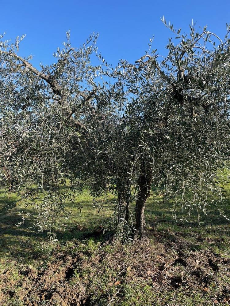 immagine annuncio 8 di 14