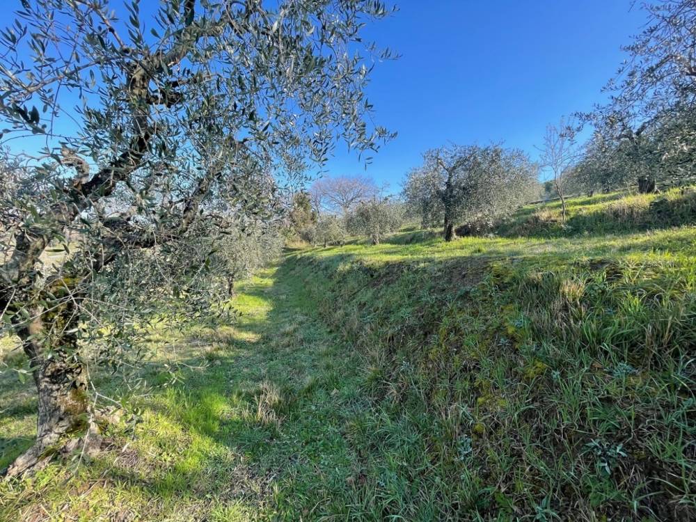immagine annuncio 11 di 14