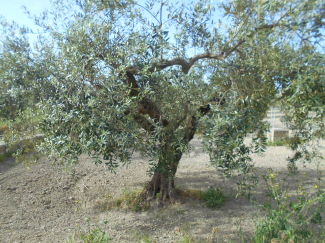 immagine annuncio 4 di 13
