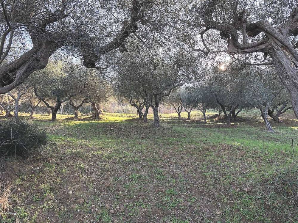 immagine annuncio 4 di 6
