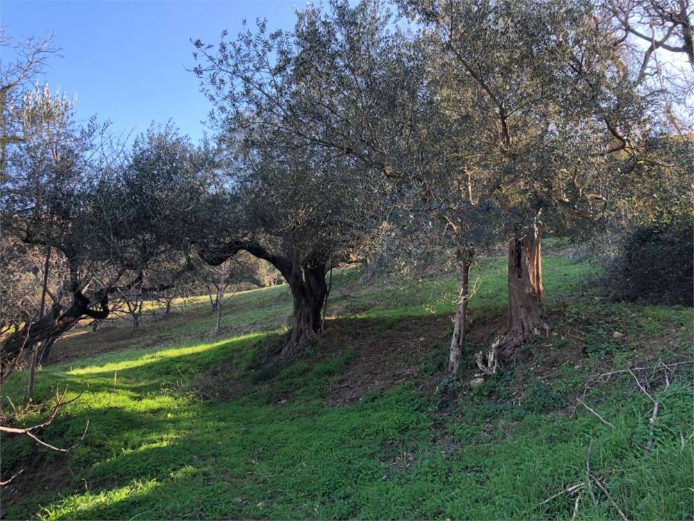 immagine annuncio 5 di 6