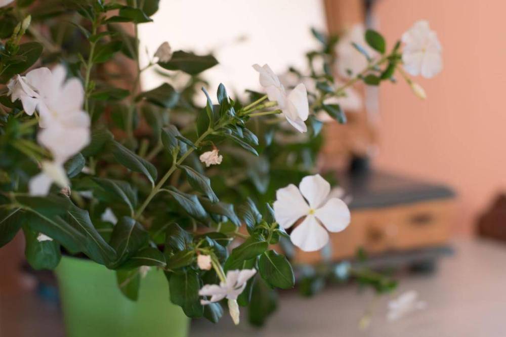 immagine annuncio 7 di 13