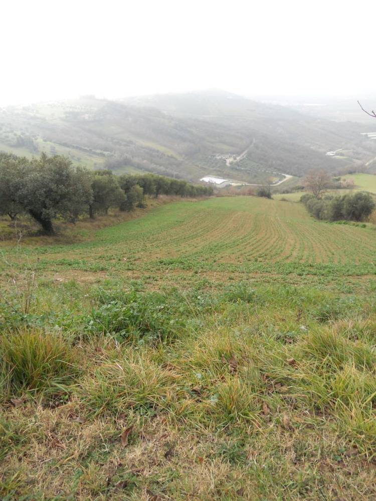 immagine annuncio 10 di 12