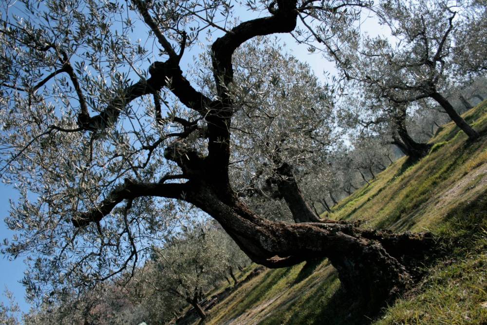 immagine annuncio 7 di 13