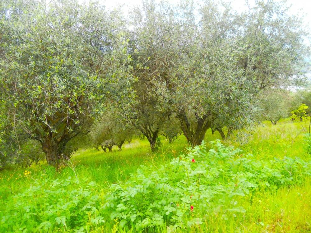 immagine annuncio 1 di 4