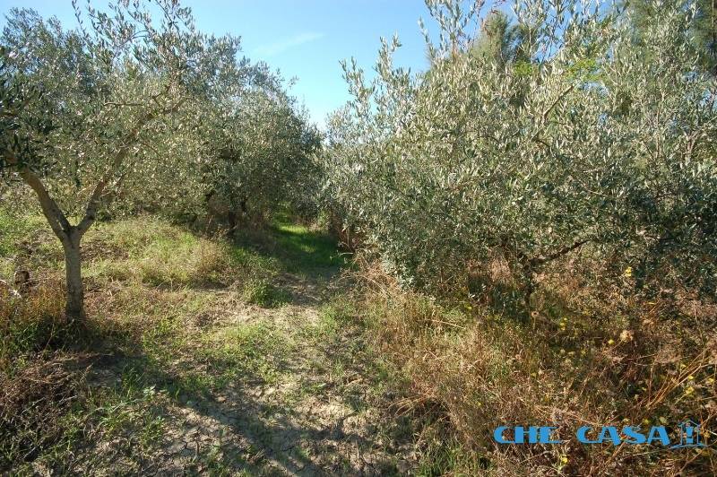 immagine annuncio 5 di 6