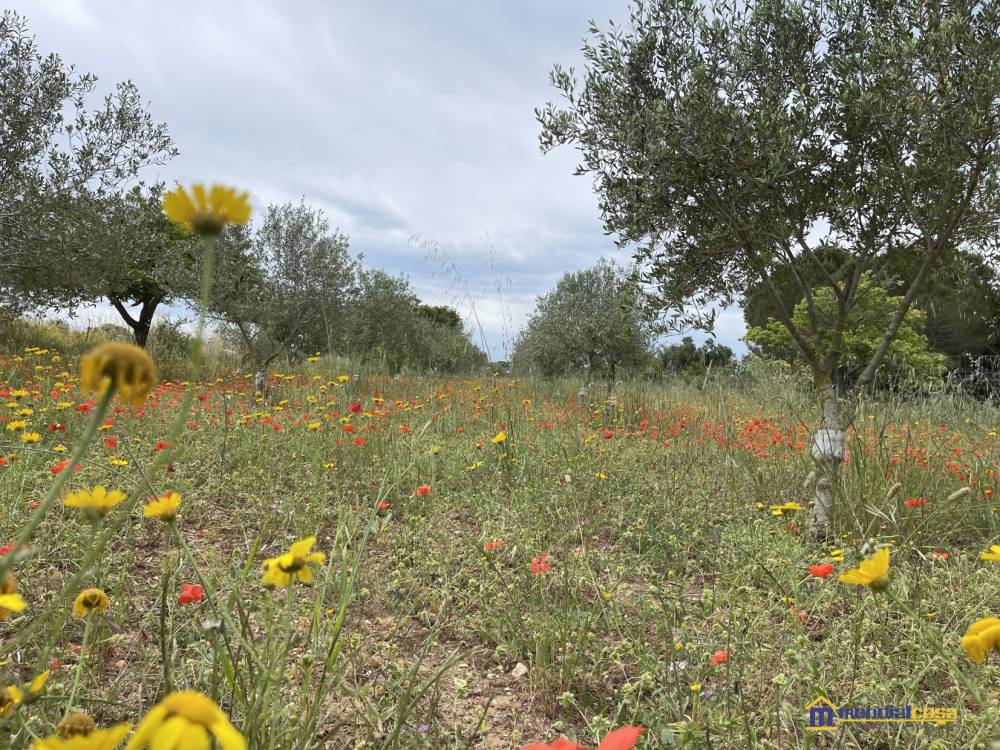 immagine annuncio 4 di 9