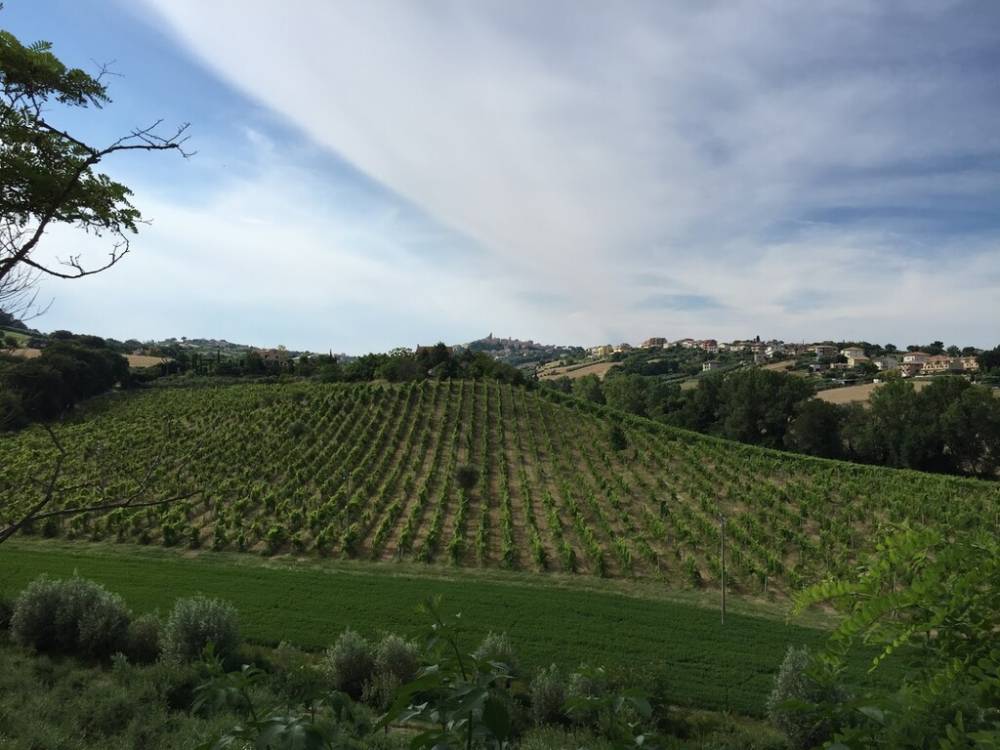 immagine annuncio 7 di 12