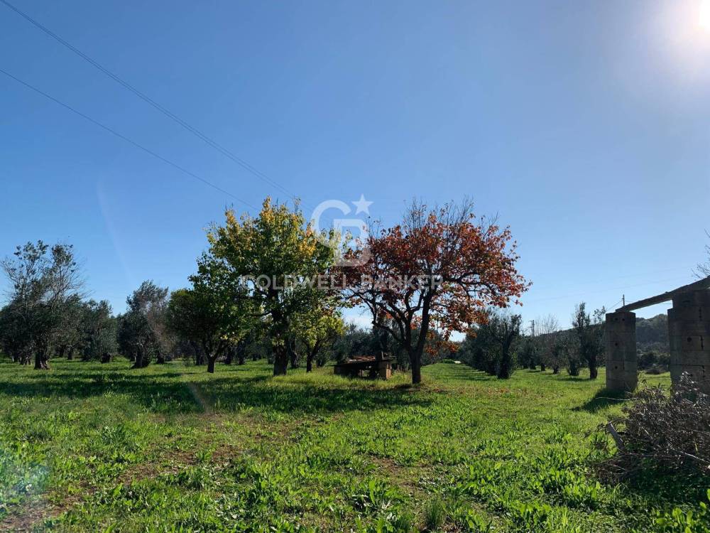 immagine annuncio 11 di 13
