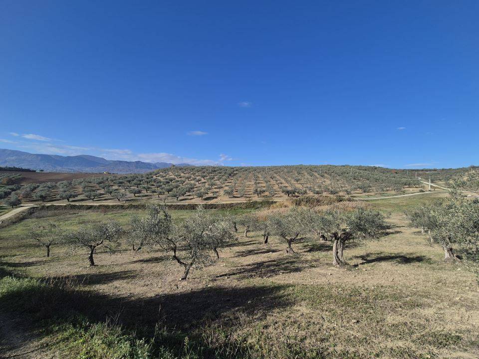 immagine annuncio 4 di 9