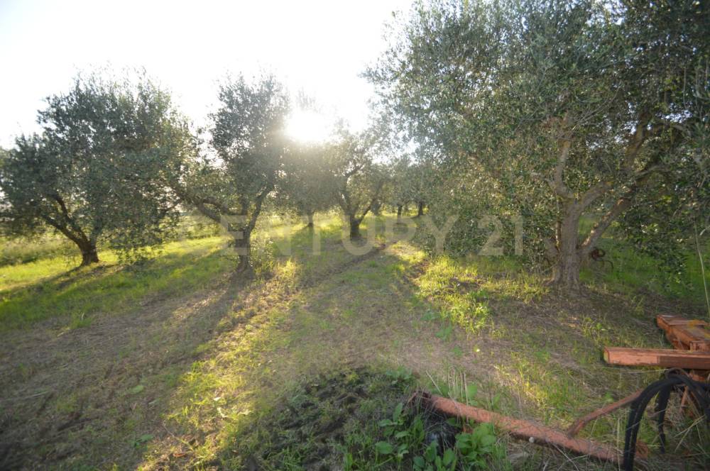 immagine annuncio 6 di 13
