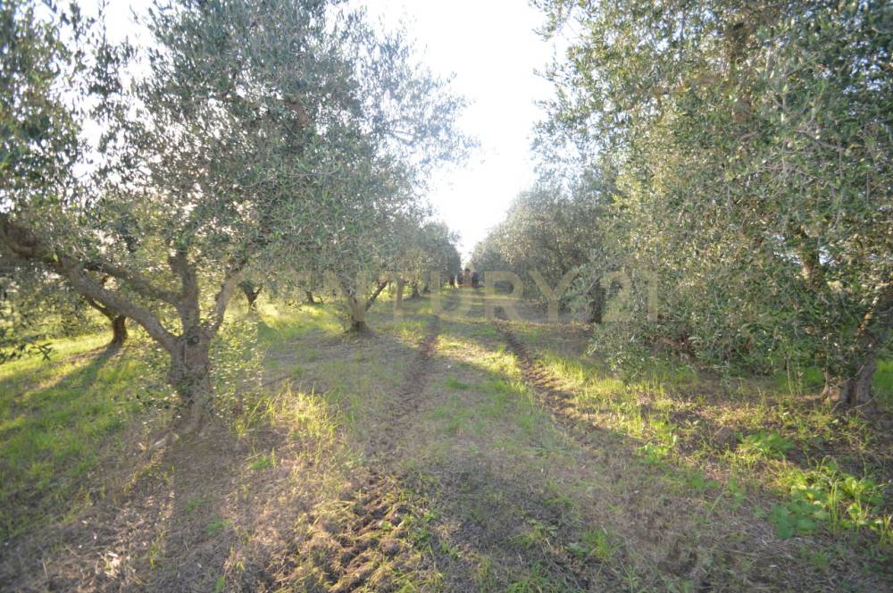 immagine annuncio 10 di 13