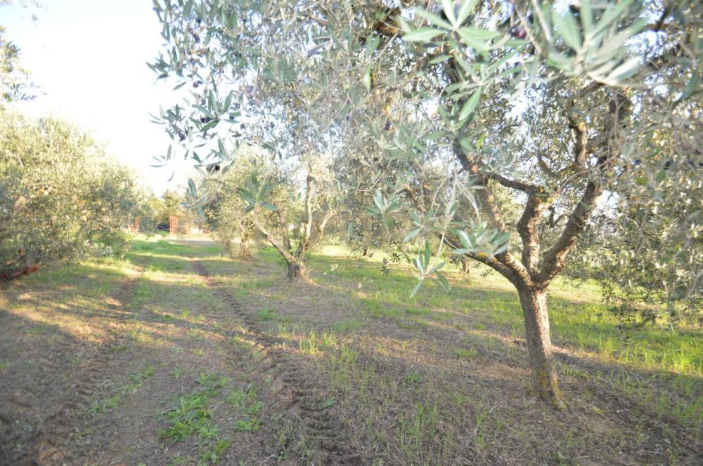 immagine annuncio 11 di 13