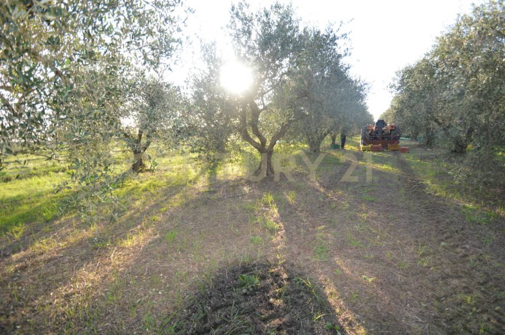 immagine annuncio 12 di 13