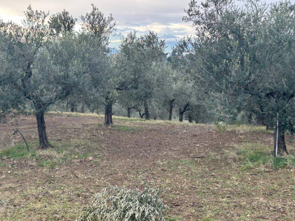 immagine annuncio 5 di 7