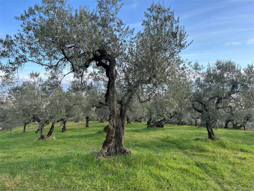 immagine annuncio 1 di 7