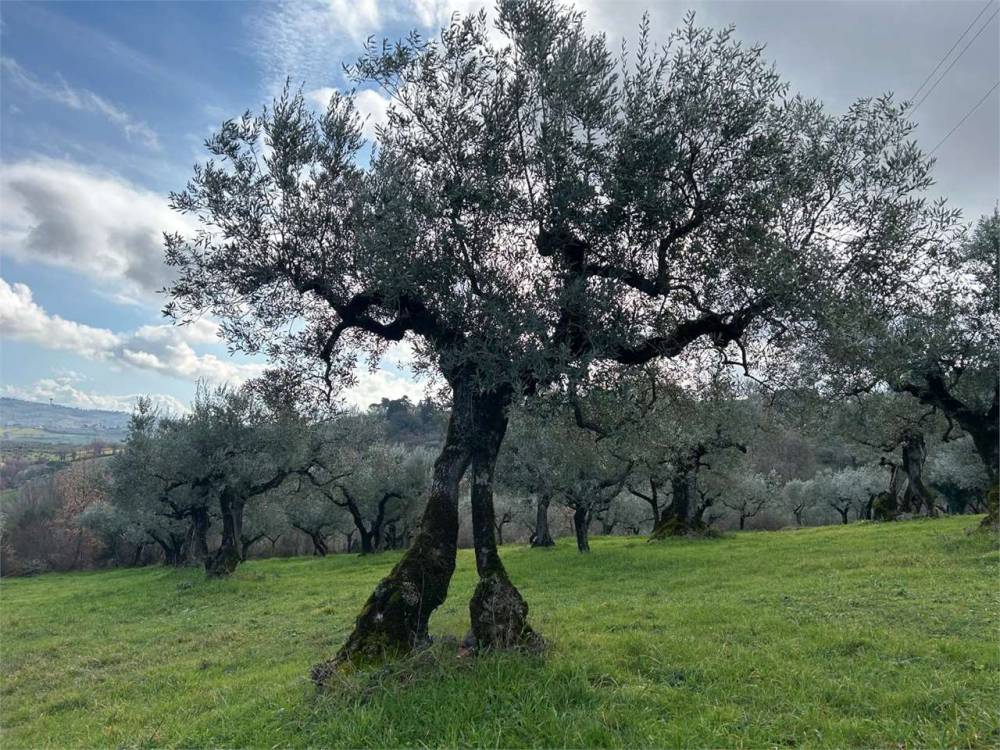 immagine annuncio 5 di 7