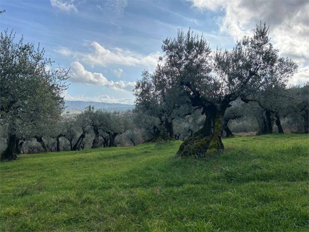 immagine annuncio 3 di 7