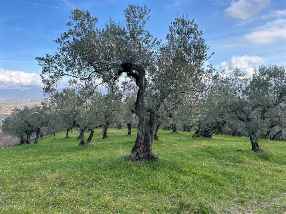 immagine annuncio 2 di 7