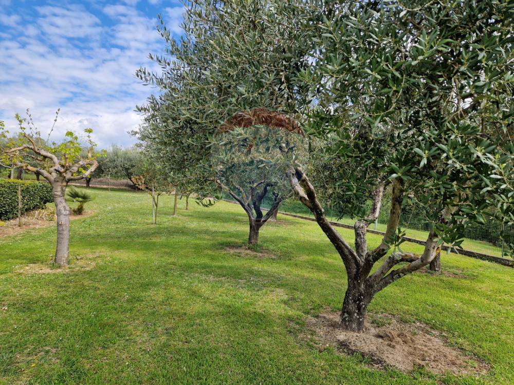 immagine annuncio 7 di 13