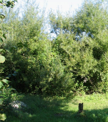 immagine annuncio 8 di 13