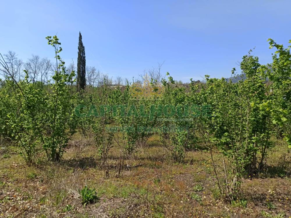 immagine annuncio 10 di 12
