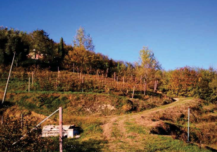 immagine annuncio 11 di 13