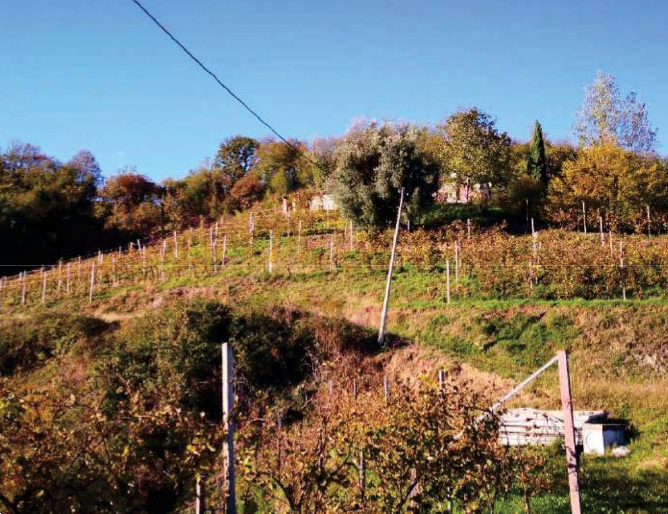 immagine annuncio 12 di 13