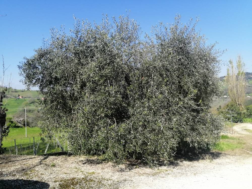 immagine annuncio 12 di 13