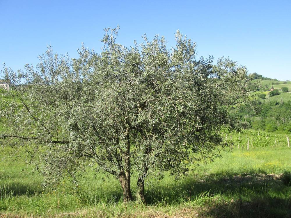 immagine annuncio 6 di 13