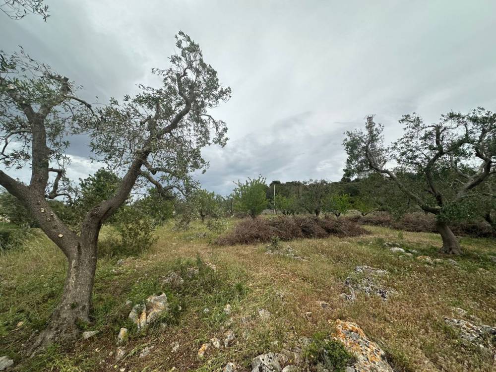 immagine annuncio 3 di 9