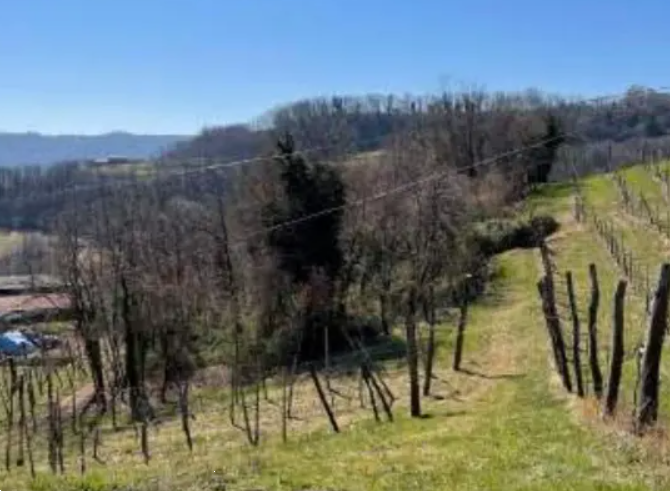 immagine annuncio 1 di 12