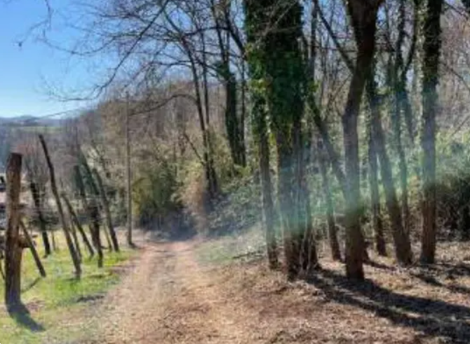 immagine annuncio 3 di 12