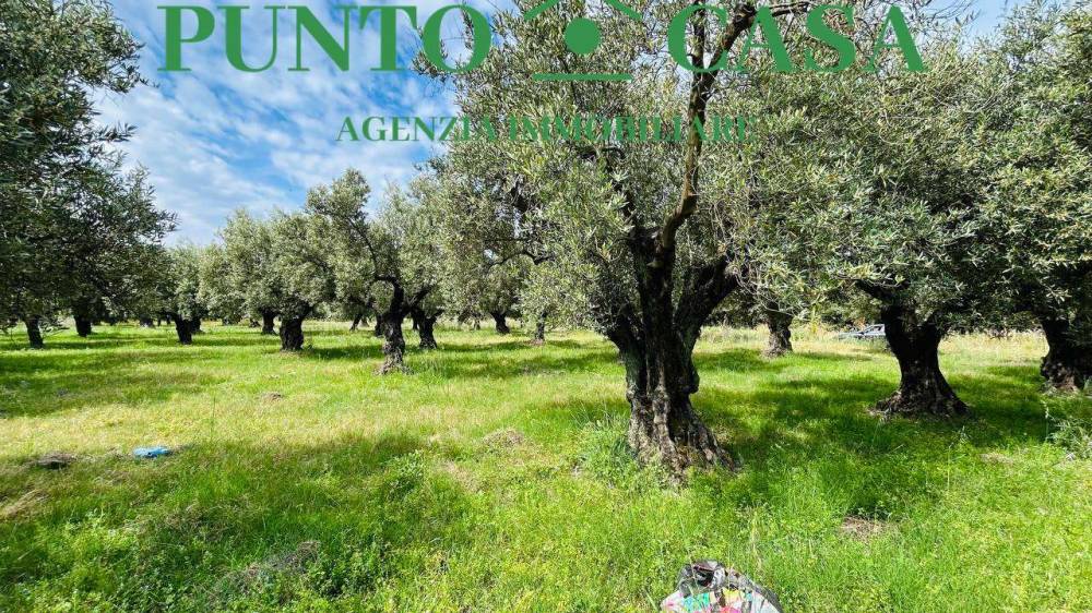 immagine annuncio 2 di 13