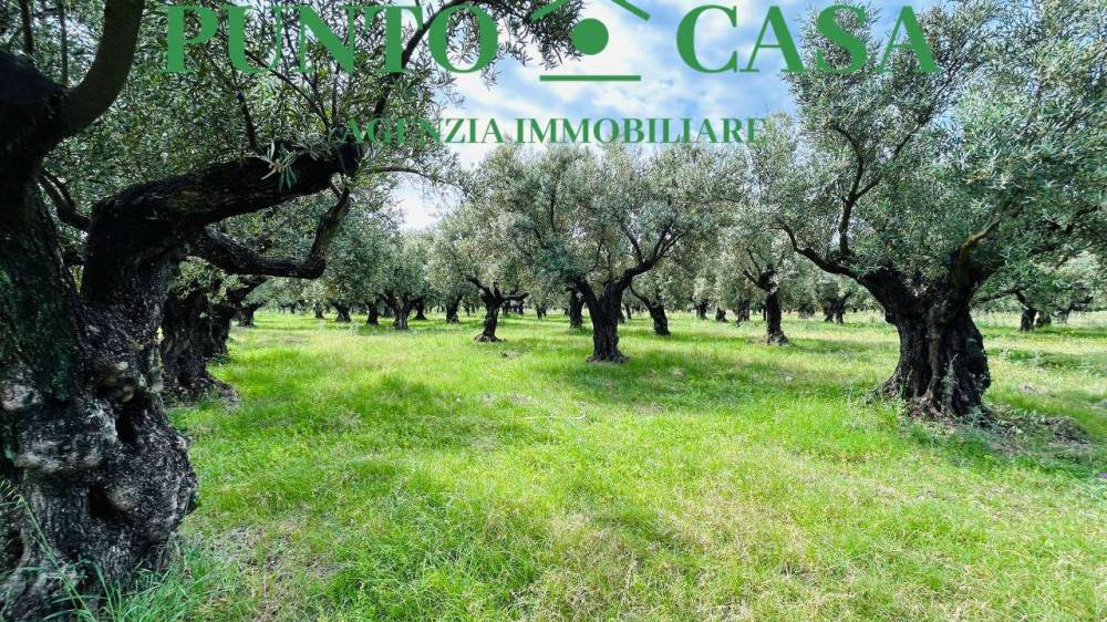 immagine annuncio 4 di 13