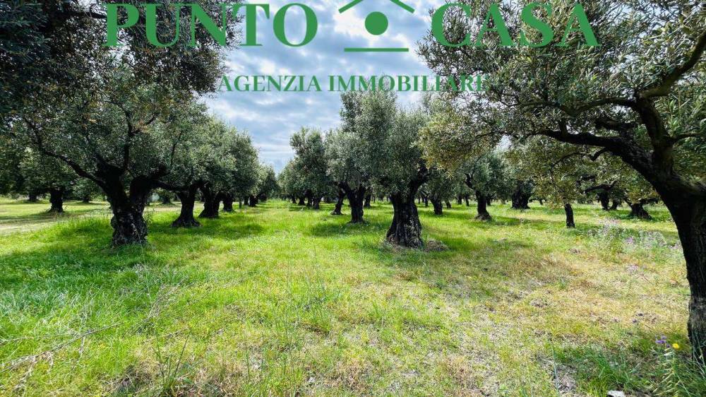 immagine annuncio 6 di 13