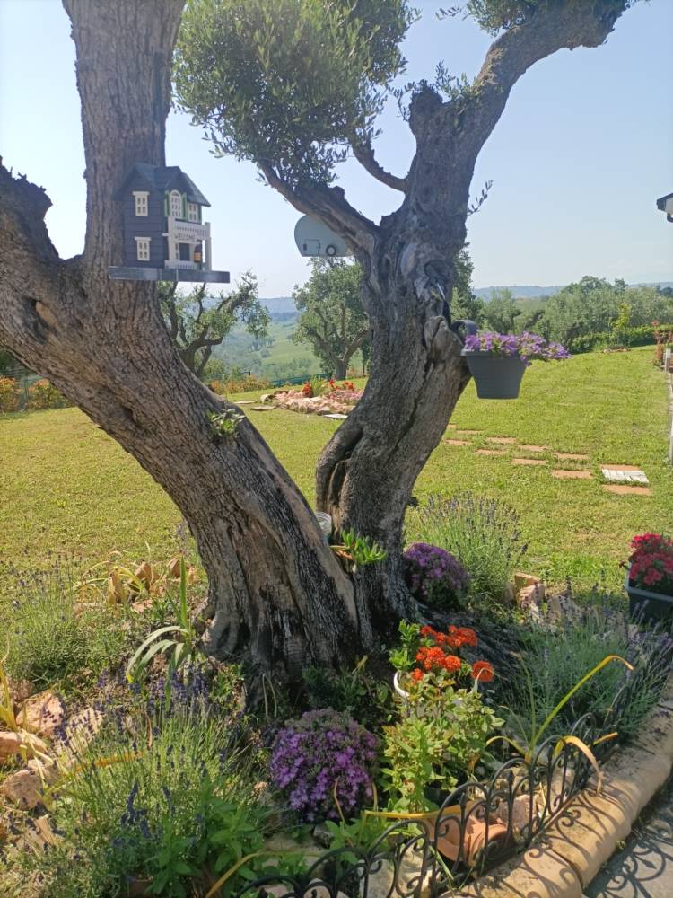 immagine annuncio 9 di 13
