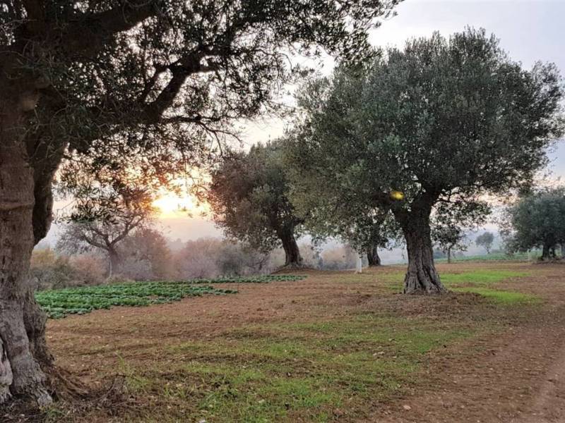 immagine annuncio 5 di 13