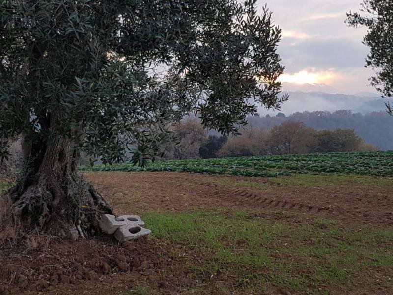 immagine annuncio 6 di 13