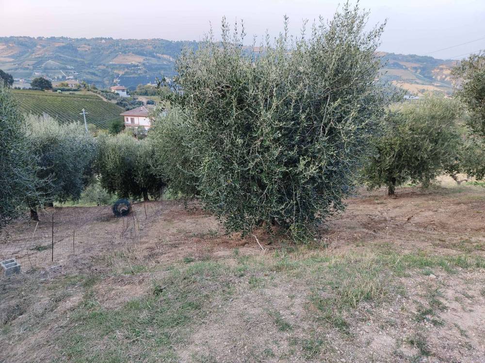 immagine annuncio 4 di 13