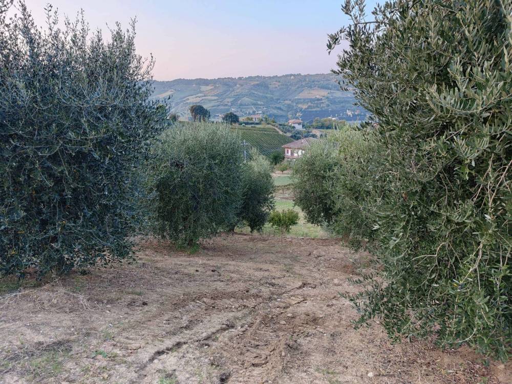 immagine annuncio 12 di 13