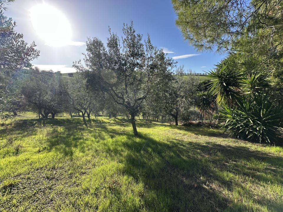 immagine annuncio 3 di 9