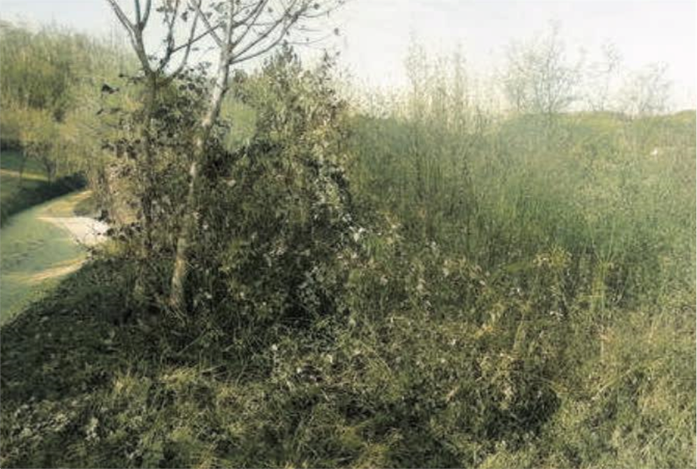 immagine annuncio 1 di 13