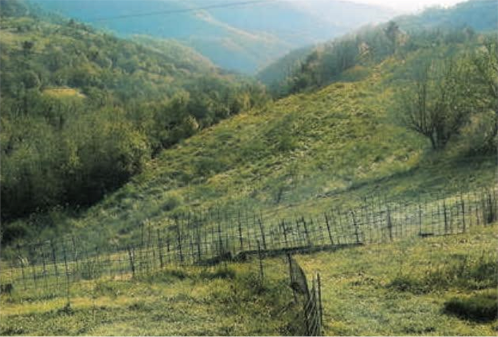 immagine annuncio 6 di 13